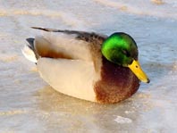 Enten unterwegs