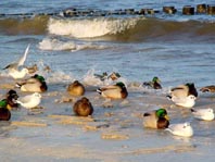 Enten unterwegs
