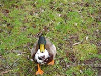 Enten unterwegs