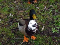 Enten unterwegs