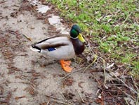 Enten unterwegs