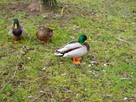 Enten unterwegs
