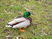Enten unterwegs
