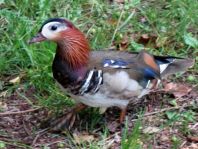 Aix galericulata, Mandarinenten