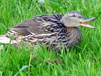 Enten unterwegs