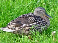 Enten unterwegs