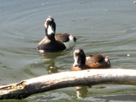 Aythya fuligula, Reiherenten