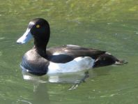 Aythya fuligula, Reiherenten