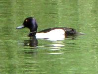 Aythya fuligula, Reiherenten