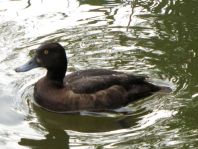 Aythya fuligula, Reiherenten
