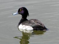 Aythya fuligula, Reiherenten