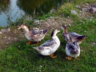 Enten unterwegs