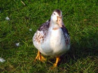 Enten unterwegs