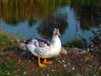 Enten unterwegs