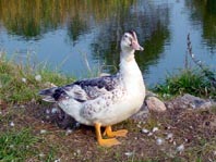 Enten unterwegs