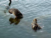 Enten unterwegs
