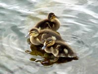 Enten unterwegs