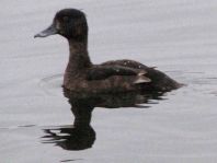 Aythya fuligula, Reiherenten