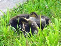 Enten unterwegs
