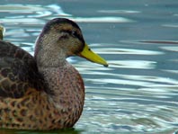 Enten unterwegs
