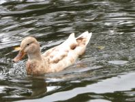 Anas platyrhynchos, Stockenten