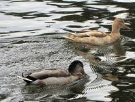 Anas platyrhynchos, Stockenten