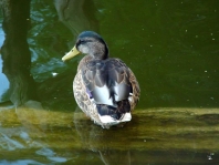 Enten unterwegs