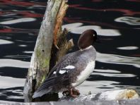 Bucephala clangula, Schellenten