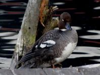 Bucephala clangula, Schellenten