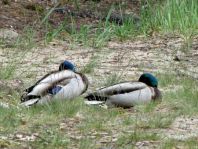 Enten unterwegs