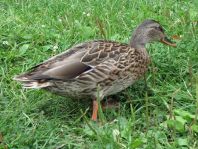 Enten unterwegs