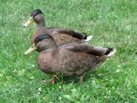 Enten unterwegs