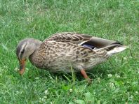 Enten unterwegs