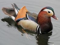 Aix galericulata, Mandarinenten