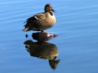 Enten unterwegs