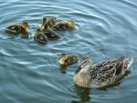 Enten unterwegs