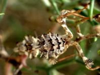 Blepharopsis mendica, Kleine Teufelsblume