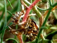 Blepharopsis mendica, Kleine Teufelsblume