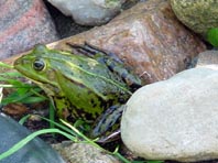 Frosch