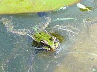 Frosch