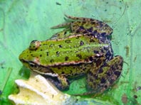 Frosch