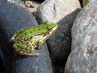 Frosch