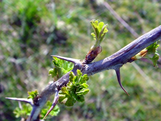 Frühling 2007