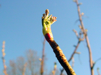 Frühling 2007