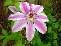 Clematis (Waldrebe)