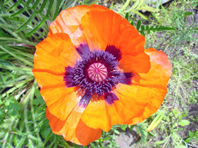 Mohn