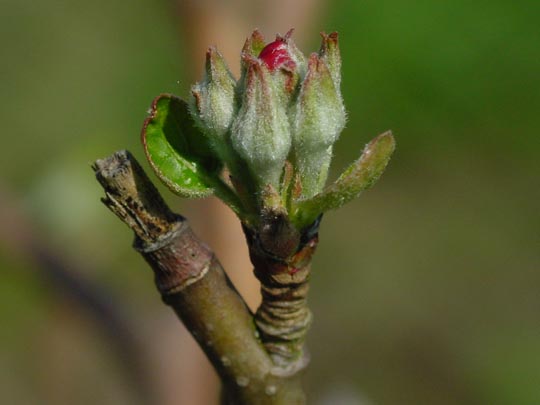 Frühling 2011