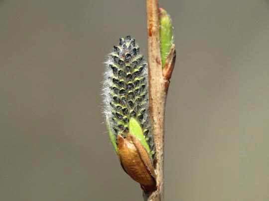 Frühling 2011