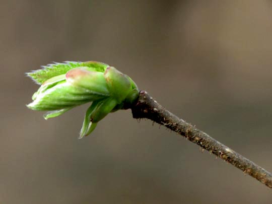 Frühling 2011