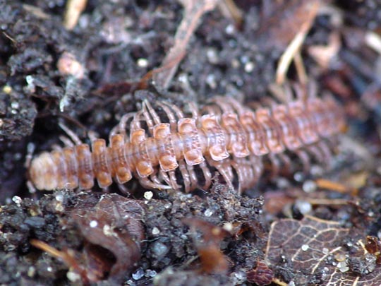 Polydesmus